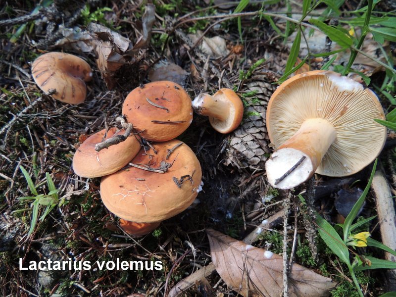 Lactifluus volemus-amf1068.jpg - Lactifluus volemus ; Syn: Lactarius volemus ; Nom français: Lactaire à lait abondant,Vachotte